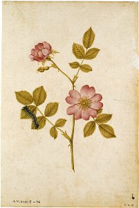 Jacques Le Moyne de Morgues. Two dog roses on a stem and a lackey moth caterpillar