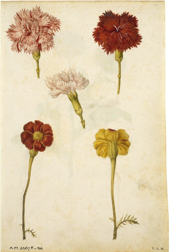 Jacques Le Moyne de Morgues. Clove Pinks and Marigold