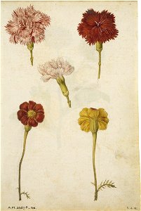 Jacques Le Moyne de Morgues. Clove Pinks and Marigold