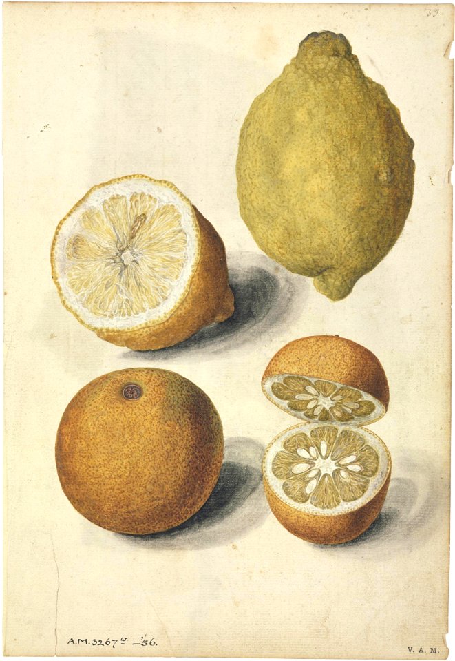 Jacques Le Moyne de Morgues. Lemon and Orange Fruits