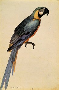 Jacopo Ligozzi - Psittacus Ararauna - WGA13011
