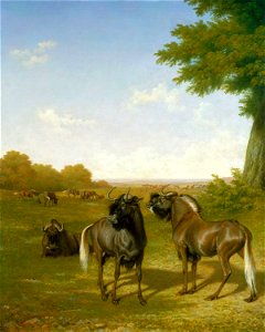 Jacques-Laurent Agasse (1767-1849) - White-tailed gnus - RCIN 404395 - Royal Collection. Free illustration for personal and commercial use.