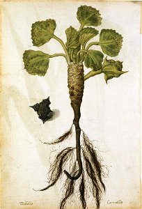 Jacques Le Moyne de Morgues. Water chestnut