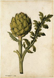 Jacques Le Moyne de Morgues. Globe Artichoke