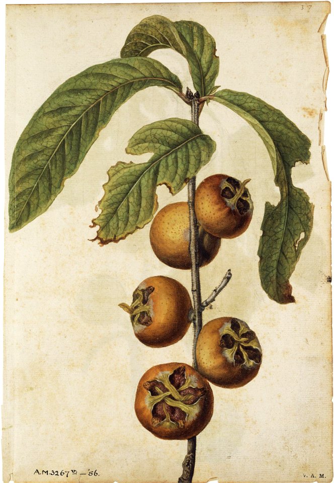 Jacques Le Moyne de Morgues. Ficus carica