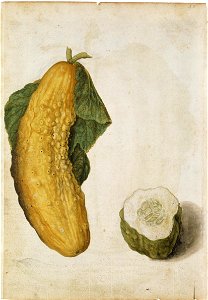 Jacques Le Moyne de Morgues. Cucumber