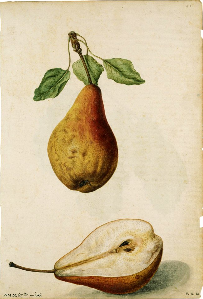 Jacques Le Moyne de Morgues. Pear
