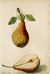 Jacques Le Moyne de Morgues. Pear