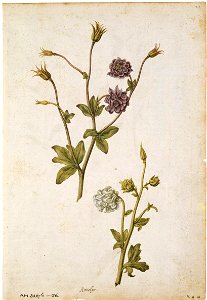 Jacques Le Moyne de Morgues. Aquilegia (Columbine), Aquilegia vulgaris var. plena