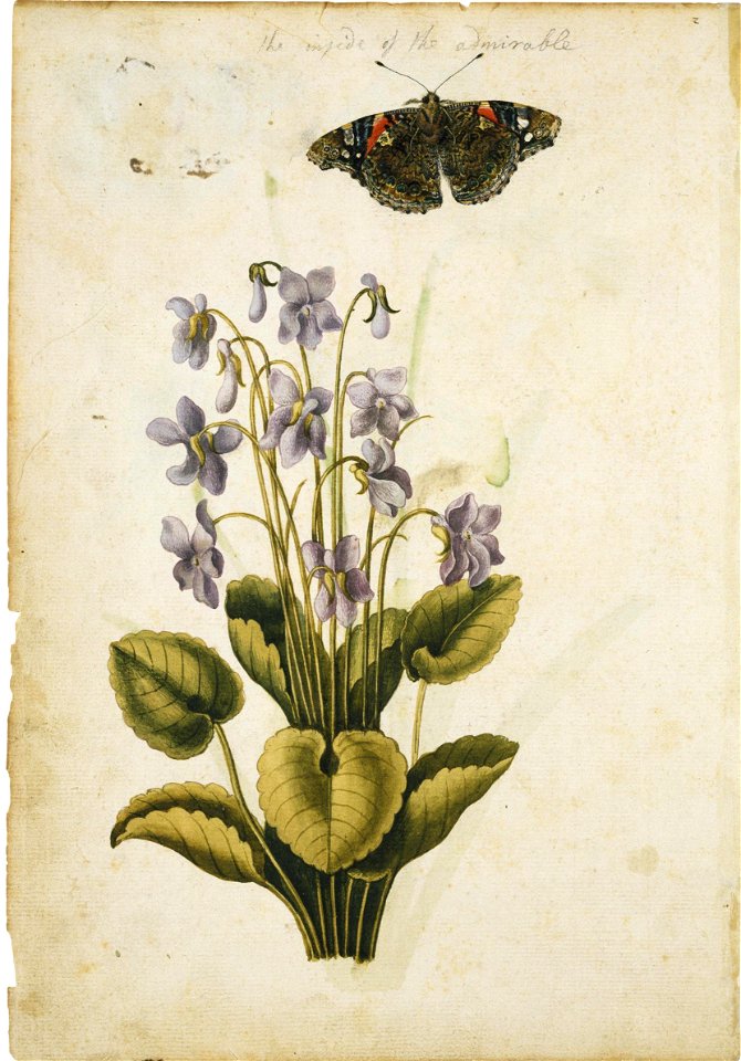 Jacques Le Moyne de Morgues. Sweet Violet and Red Admiral Butterfly