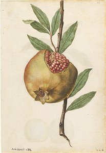 Jacques Le Moyne de Morgues. Pomegranate