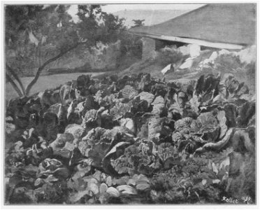 Jahrhundertausstellung 1906 KatNr. 0895