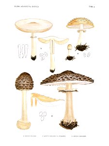 Jakob E. Lange- Flora agaricina Danica. Vol. 1- TAB. 09