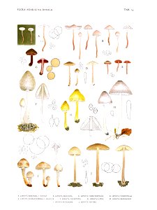 Jakob E. Lange- Flora agaricina Danica. Vol. 1- TAB. 14