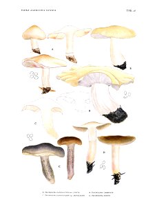 Jakob E. Lange- Flora agaricina Danica. Vol. 1- TAB. 26
