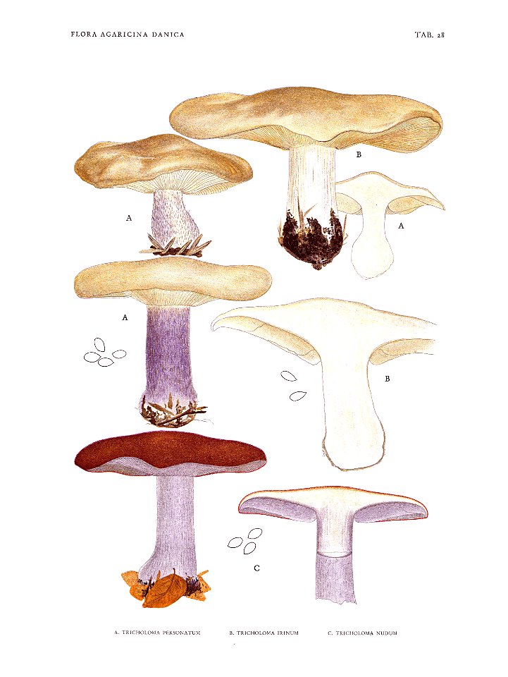 Jakob E. Lange- Flora agaricina Danica. Vol. 1- TAB. 28