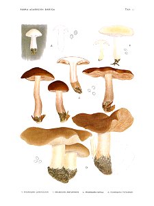 Jakob E. Lange- Flora agaricina Danica. Vol. 1- TAB. 17