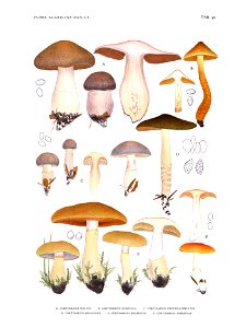 Jakob E. Lange- Flora agaricina Danica. Vol. 3- TAB. 90