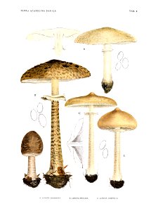 Jakob E. Lange- Flora agaricina Danica. Vol. 1- TAB. 08. Free illustration for personal and commercial use.