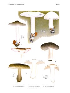 Jakob E. Lange- Flora agaricina Danica. Vol. 1- TAB. 22