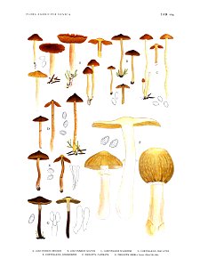 Jakob E. Lange- Flora agaricina Danica. Vol. 3- TAB.104