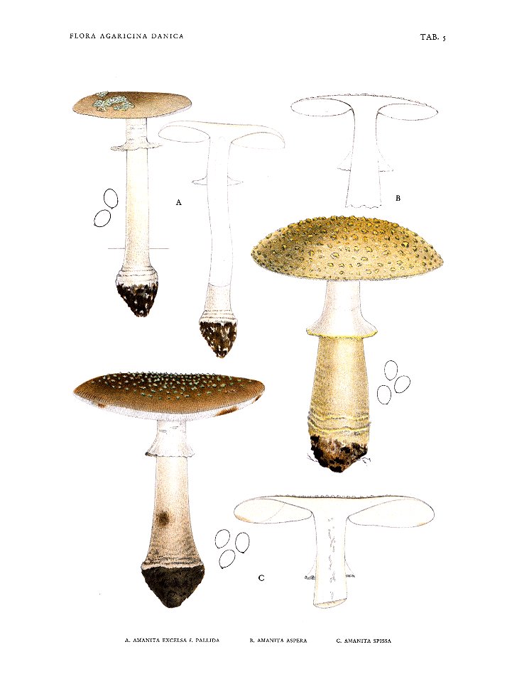 Jakob E. Lange- Flora agaricina Danica. Vol. 1- TAB. 05