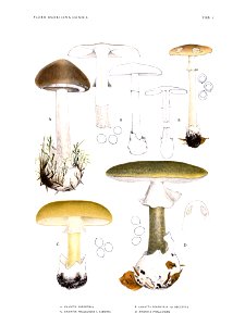 Jakob E. Lange- Flora agaricina Danica. Vol. 1- TAB. 01