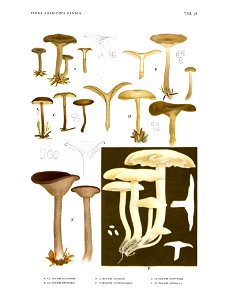 Jakob E. Lange- Flora agaricina Danica. Vol. 1- TAB. 38