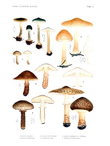 Jakob E. Lange- Flora agaricina Danica. Vol. 1- TAB. 10