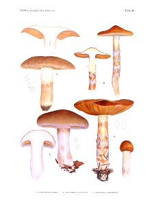 Jakob E. Lange- Flora agaricina Danica. Vol. 3- TAB.88
