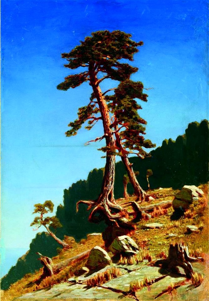 Kuindzhi Pine Tver