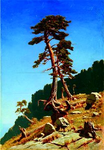 Kuindzhi Pine Tver