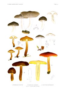 Jakob E. Lange- Flora agaricina Danica. Vol. 1- TAB. 21