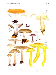 Jakob E. Lange- Flora agaricina Danica. Vol. 1- TAB. 25