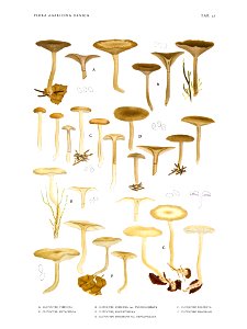 Jakob E. Lange- Flora agaricina Danica. Vol. 1- TAB. 37
