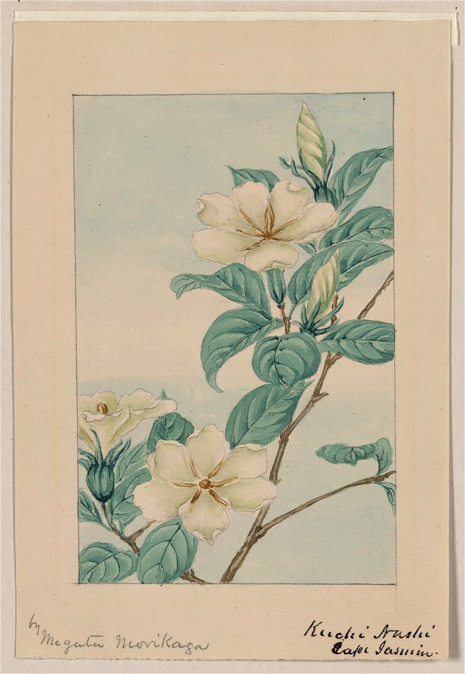 Kuchi nashi - cape jasmine - by Megata Morikaga. LCCN2009630239