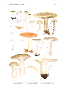Jakob E. Lange- Flora agaricina Danica. Vol. 1- TAB. 32
