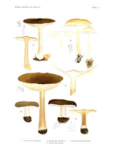 Jakob E. Lange- Flora agaricina Danica. Vol. 1- TAB. 29