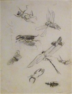 James Ensor (1888) - Insecten 001