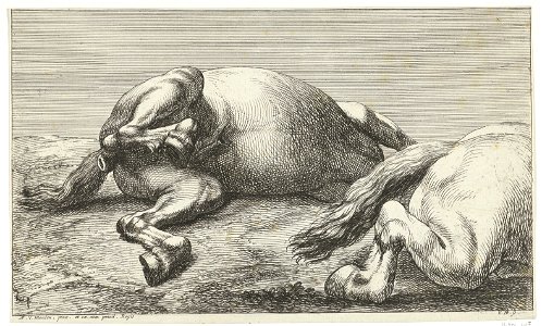 Jan van Huchtenburg, Adam Frans van der Meulen - Two horses killed in action of which seen from the left