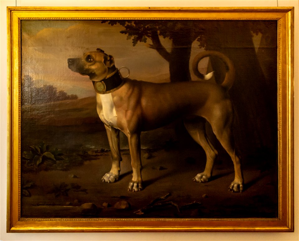 Johann Christof Merck-Ulmer Dogge-4845