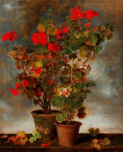 Johann Baptist Reiter - Geraniums