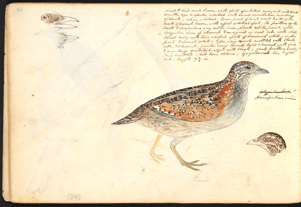 John Cotton's Notebook - file 35 - page 34