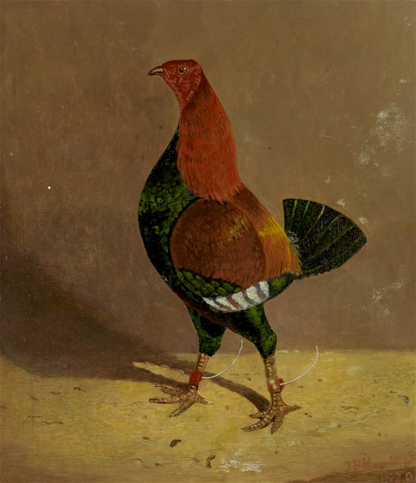 John Frederick Herring - Fighting Cocks, a Dark-Breasted Fighting Cock, Facing Left - B2014.5.14 - Yale Center for British Art