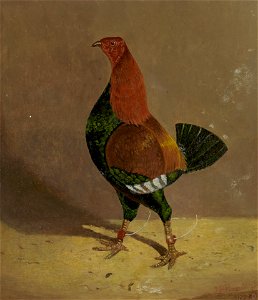 John Frederick Herring - Fighting Cocks, a Dark-Breasted Fighting Cock, Facing Left - B2014.5.14 - Yale Center for British Art. Free illustration for personal and commercial use.