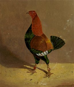 John Frederick Herring - Fighting Cocks, a Dark-Breasted Fighting Cock, Facing Left - B2014.5.14 - Yale Center for British Art