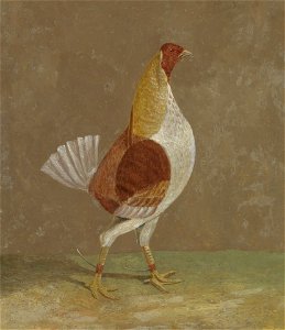 John Frederick Herring - Fighting Cocks, a Pale-Breasted Fighting Cock, Facing Rght - B2014.5.15 - Yale Center for British Art. Free illustration for personal and commercial use.