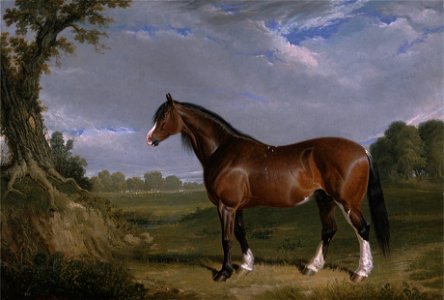 John Frederick Herring - A Clydesdale Stallion - Google Art Project. Free illustration for personal and commercial use.