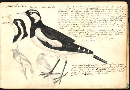 John Cotton's Notebook - file 16 - page 13