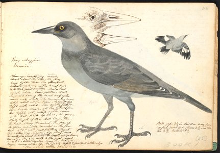 John Cotton's Notebook - file 36 - page 35